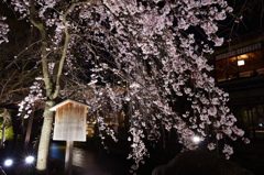 祇園を飾る宵桜