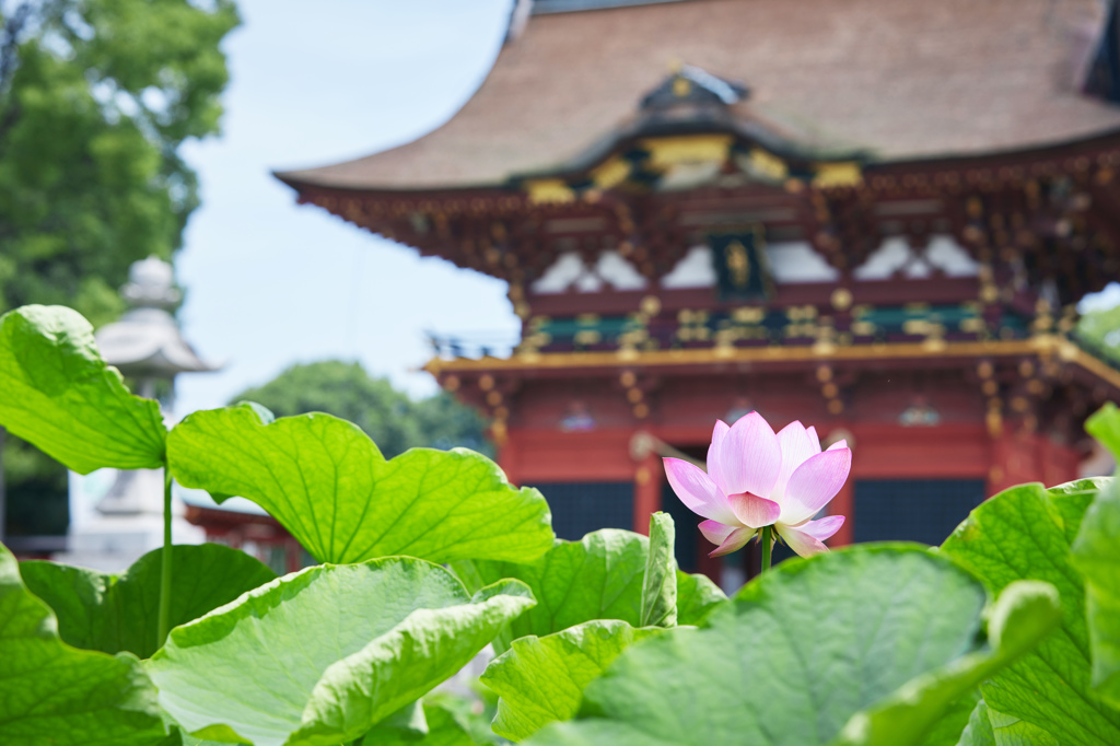  伊賀八幡宮の蓮の花
