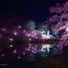 水堀に写る宵桜