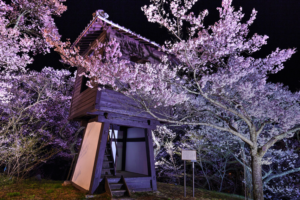 華麗なる夜桜