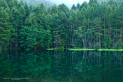 深緑に染まる湖畔