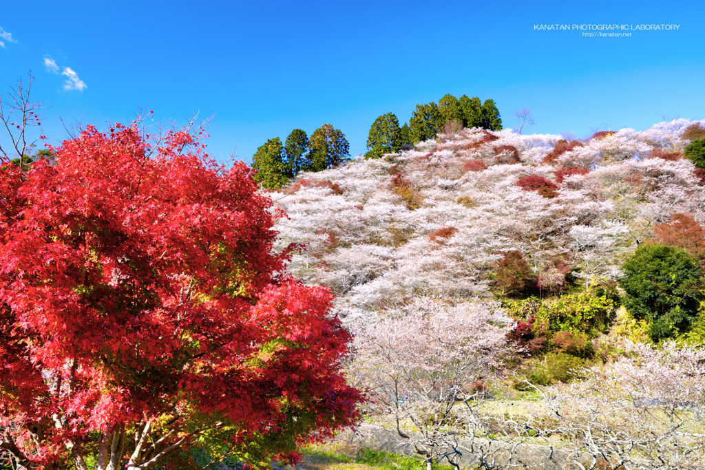 紅葉と桜