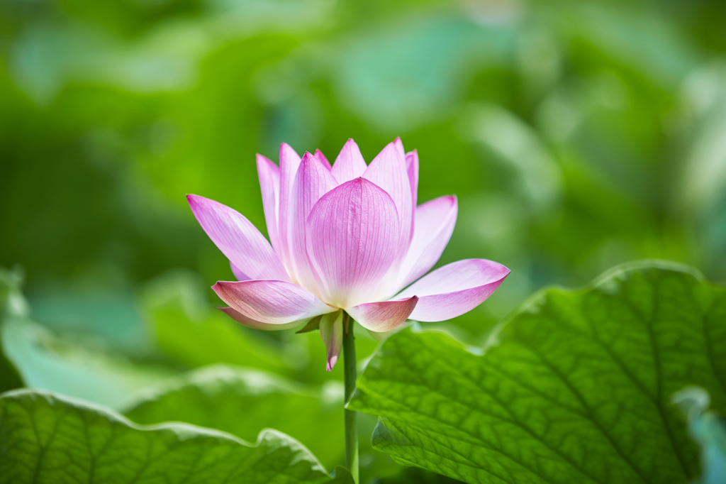 伊賀八幡宮の蓮の花