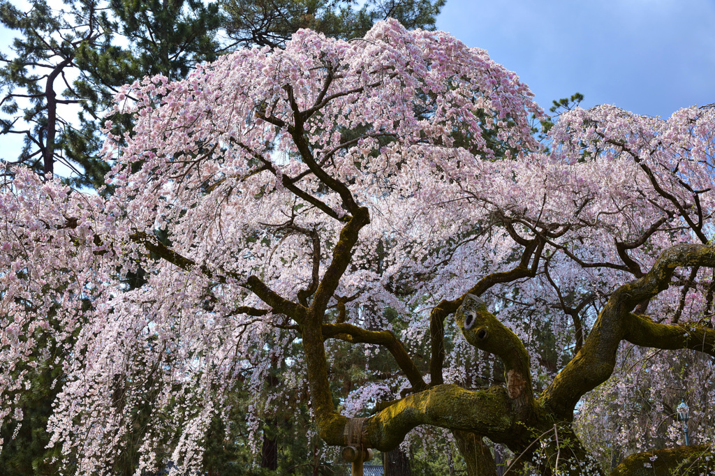 京都御苑に咲く