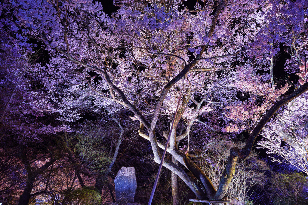 華麗なる夜桜