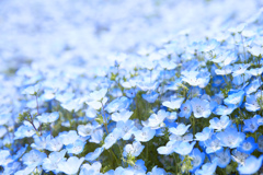 青い花に魅せられて