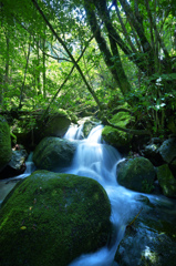 苔むす渓流