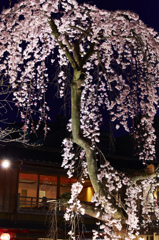 祇園を飾る宵桜