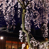 祇園を飾る宵桜