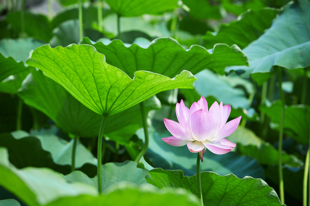 伊賀八幡宮の蓮の花
