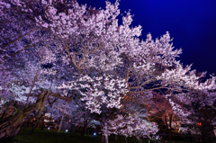 華麗なる夜桜