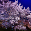 華麗なる夜桜