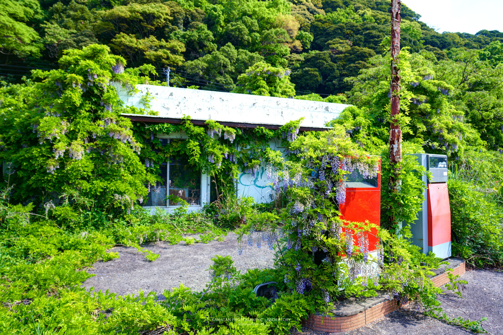 藤に覆われたガソリンスタンド