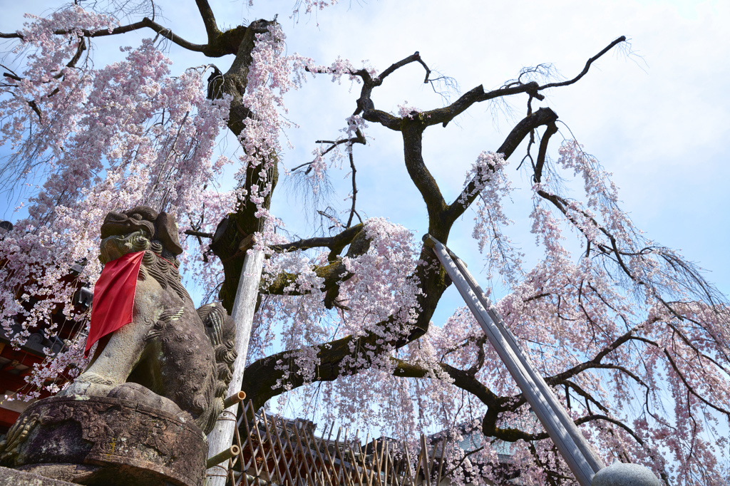 奈良一番桜