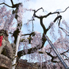 奈良一番桜