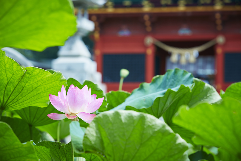 伊賀八幡宮の蓮の花