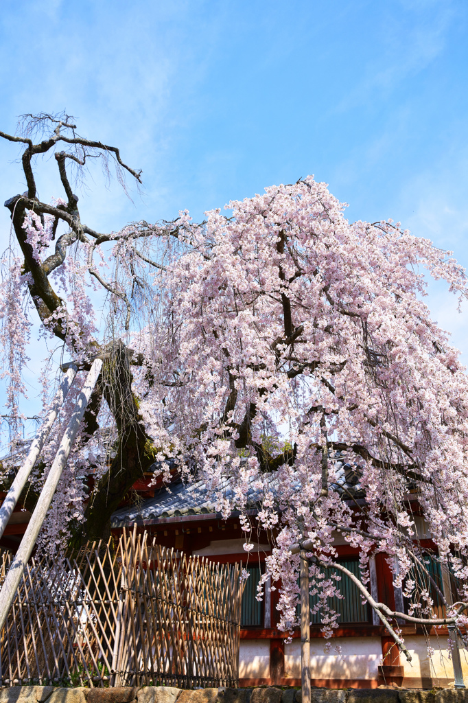 奈良一番桜