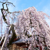 奈良一番桜