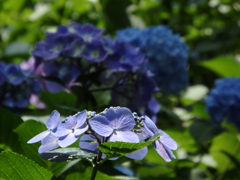 P6130388