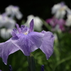P6130315