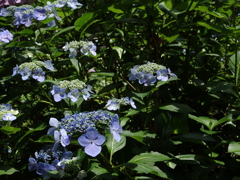 P6130428