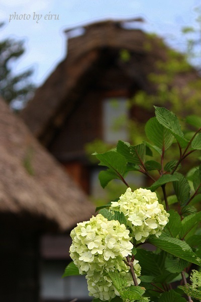 合掌造りと紫陽花