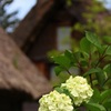 合掌造りと紫陽花
