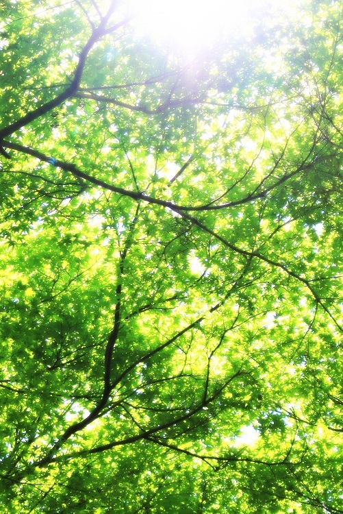 緑