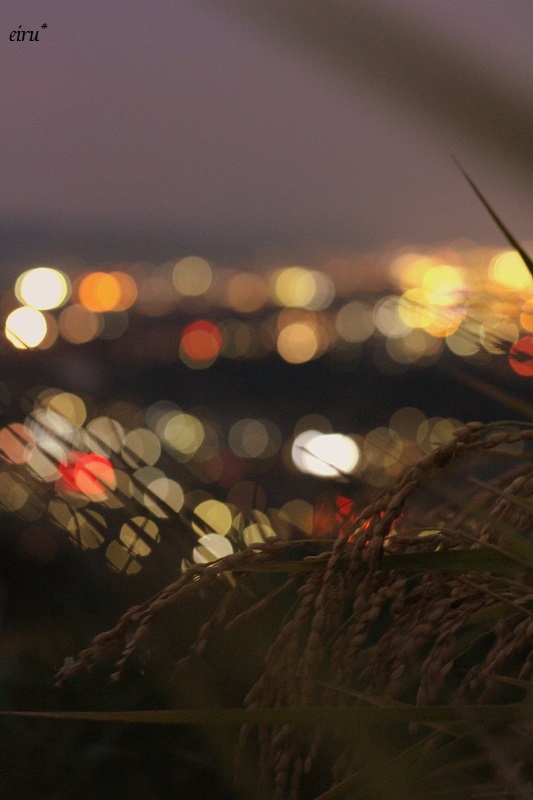 稲穂と夜景