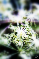 雪の華