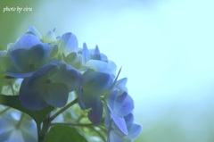 紫陽花