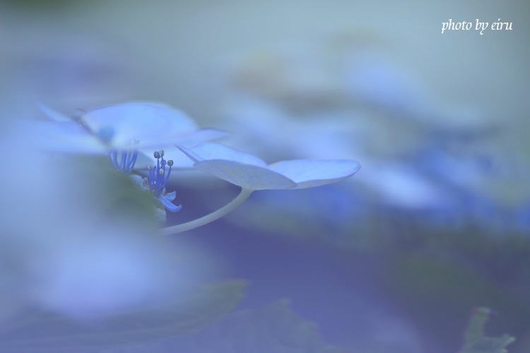 紫陽花