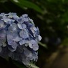 紫陽花4
