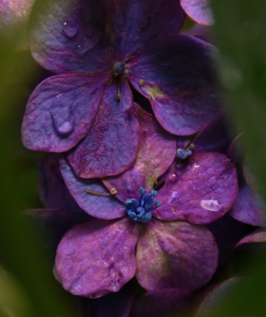 紫陽花5