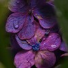 紫陽花5