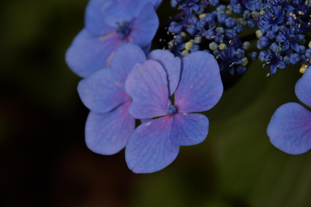 紫陽花