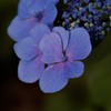 紫陽花