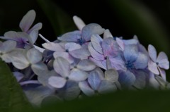 紫陽花8