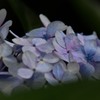 紫陽花8