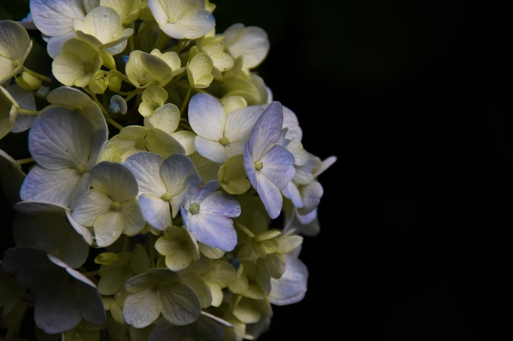 紫陽花9
