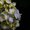 紫陽花9