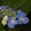 紫陽花2