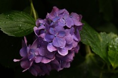 紫陽花3