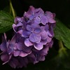 紫陽花3