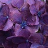 紫陽花6
