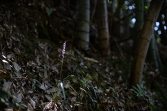 木立、路傍の花