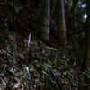木立、路傍の花