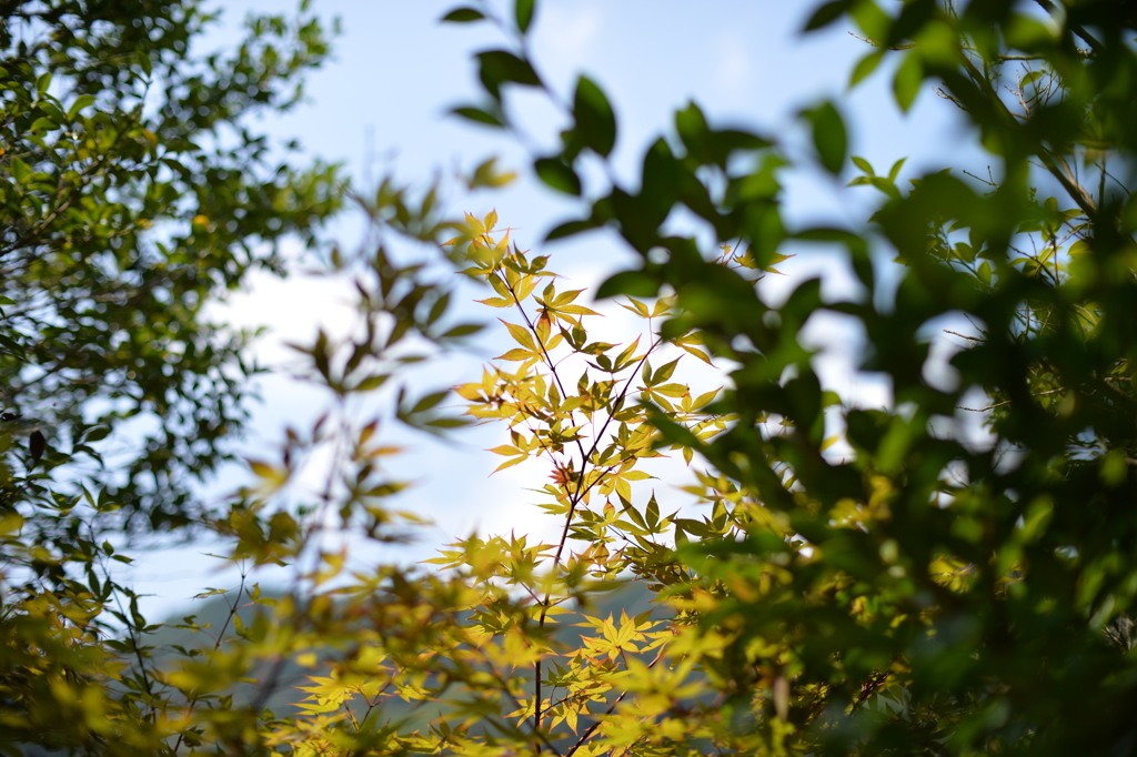 紅葉前