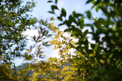 紅葉前