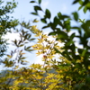 紅葉前